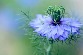 fleure de nigelle